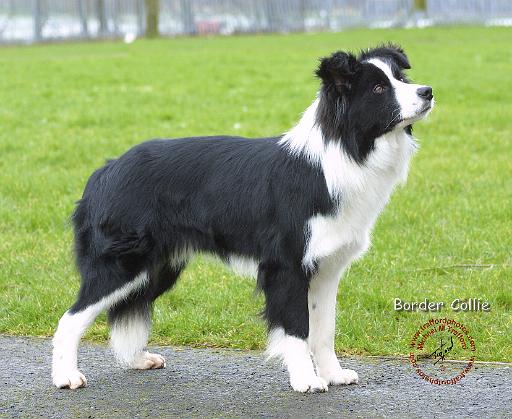 Border Collie 8P51D-12.JPG